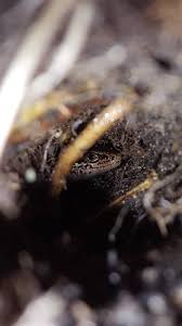 Image result for Polyspatha oligospatha