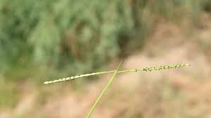 Image result for Paspalum vaginatum
