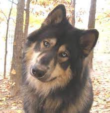 Certified Akc Breeders Native American Indian Dogs Native American Indian Dog Native American Dog American Indian Dog