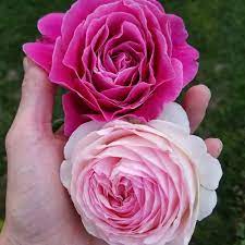Rich, even pink flowers, with handsome, glossy, dark. Pretty Lady Rose
