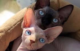 Adopting a cat from sphynx rescue or a shelter. 14 Facts About Sphynx Cats You Must To Know The Paws