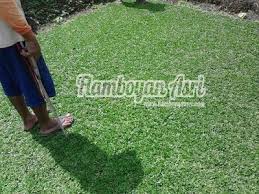 Raja rumput adalah specialis penyedia dan perawatan rumput gajah mini, rumput jepang, rumput varigata dan rumput golf dan. Jasa Tukang Taman Surabaya Jual Rumput Gajah Mini Taman Rumput Surabaya