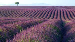 40 Lavender Fields Desktop Wallpaper On Wallpapersafari Download and use 10,000+ lavender field stock photos for free. 40 lavender fields desktop wallpaper