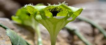 Image result for Ceropegia conrathii