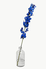 Download these amazing cliparts absolutely free and use these for creating your presentation, blog or website. Blooming Dark Blue Delphinium Flower In A Bottle Vase Transparent Png Free Image By Rawpixel Com Teddy Rawpix Delphinium Flowers Blue Delphinium Delphinium