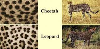 There Is An Obvious Reasons Why They Are Different So Now You Know Animal Print Cheetah Leopard