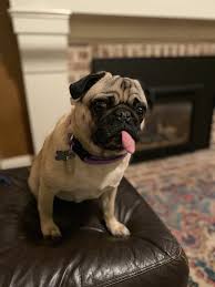 $80 gary, domestic shorthair for adoption in indiana, pennsylvania. Dog Adoption Covid 19 Creates A Thriving Business For Dogs