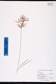 Image result for Cyperus sp.no.5