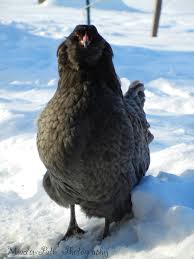 One thing you won't find in a farmers garden are benches or unnecessary decorative objects. Blue Ameraucana Chickens Purely Poultry