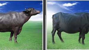 Последние твиты от carabao energy drink (@carabaouk). Da Pcc Adopts Dna Marker Technology To Improve Milk Producing Carabao Breeding