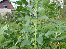 Image result for Vicia faba