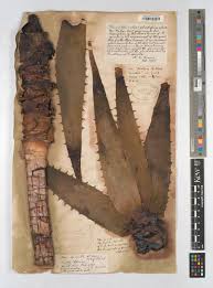 Image result for Aloe spicata