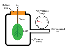 The vacuoles are hypertonic to the cytoplasm as turgor pressure builds in the vacuole, it pushes out against the sides of the cell. Turgor Pressure Wikipedia