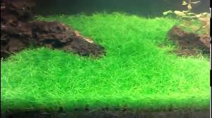 Dwarf Hairgrass Aquarium Plant Seeds