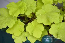 Colorblaze ® golden dreams ™. 10 Best Plants For Colorful Shade Gardens