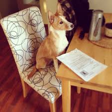 Iisa My Dog Is A Portugese Podengo Dogs Puppy Love Puppies