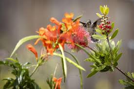 The bay systems rockport offers is exceptional. Folks Flock To Rockport For Hummingbird Migration Local News Victoriaadvocate Com