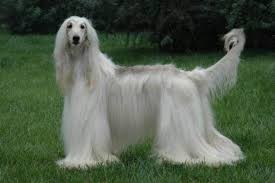We did not find results for: é˜¿å¯Œæ±—çŒŽçŠ¬å¸‚åœºä»·æ ¼å¤šå°'é'±ä¸€åªé˜¿å¯Œæ±—çŒŽçŠ¬æ™ºå•†æŽ'åå¤šå°' è‡´å¯Œçƒ­