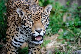 It was first recorded in in november 2011, and is living in the santa rita mountains. Jaguars Could Be Reintroduced To Arizona And New Mexico After Disappearing More Than 50 Years Ago Todayuknews