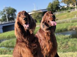 pin by gill thomas price on it s got to be an irish irish setter dogs irish setter irish setter puppy