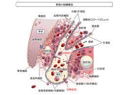 骨髄異形成症候群 診療の参照ガイド 3 緒言 骨髄異形成症候群（myelodysplastic syndromes：mds）は，血球の形態異常と無効造血を特徴 とする造血幹細胞腫瘍である．末梢血では血球減少をきたすが，その原因は無効造血であるため éª¨é«„ç•°å½¢æˆç—‡å€™ç¾¤ Mds ã®åŽŸå› ã‚„ç—‡çŠ¶ã¨ã¯ é«˜é½¢è€…ã«å¤šã„è¡€æ¶²ã®ç—…æ°— ãƒ¡ãƒ‡ã‚£ã‚«ãƒ«ãƒŽãƒ¼ãƒˆ