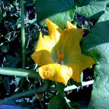 Image result for Grewia holtzii