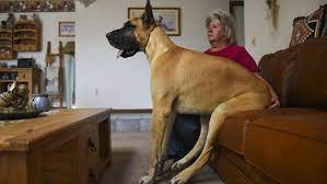 Check spelling or type a new query. Pikes Peak Pooch Competes At Westminster Lifestyle Gazette Com