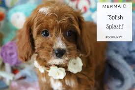 We did not find results for: Cavachon And Cavapoo Puppies For Sale By Foxglove Farm Cavachon Cavapoo