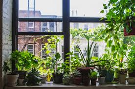 Check spelling or type a new query. Apartment Plants Indoor Plant Decor Plants Com
