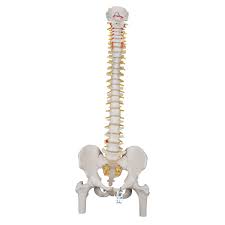 All nerves except c8 emerge above their corresponding vertebrae, while the c8 nerve emerges below the c7 vertebra. Anatomical Teaching Models Plastic Spinal Column Vertebrae Model Flexible Spine Model With Femur Heads