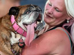 Potty train, crate train, knows several Ooh Zsa Zsa Rescued Bulldog Wins Ugliest Dog Contest Npr
