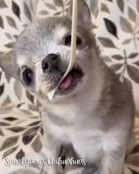Oregon chihuahua breeder did you know they are the worlds. Spunkypaws Chihuahuas Chihuahua Breeder