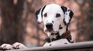 Everything You Need To Know To Care For A Deaf Dog Dog Hearing Loss