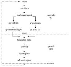 Seperti apa skema metagenesis tumbuhan lumut? Tumbuhan Paku Ciri Ciri Struktur Klasifikasi Metagenesis Daur Hidup Manfaat