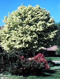 Image result for Vepris drummondii