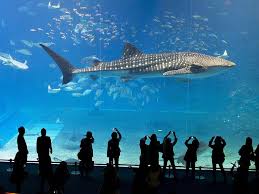 Whale Shark In Okinawa Churaumi Aquarium With Tourists In Silhouette Watching And Photographing Japan Whale Shark Aquarium Sharks Whale