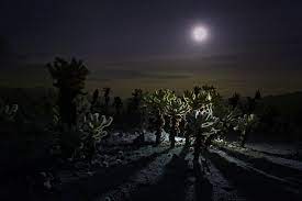 Super Moon Cholla Cactus Garden By Patricia Knight National Park Photos Cactus Garden Joshua Tree National Park