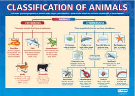 Biology Animals On Beyond Z