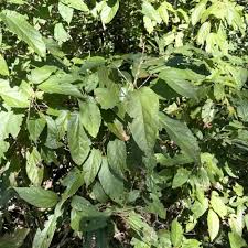 Image result for Alchornea laxiflora
