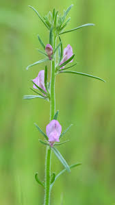 Image result for Misopates