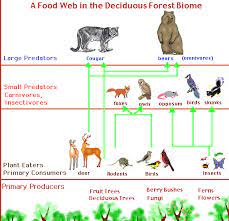 Animals In The Deciduous Forest List Guru Home
