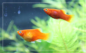 How To Tell The Gender Of My Platy | Pets On Mom.Com