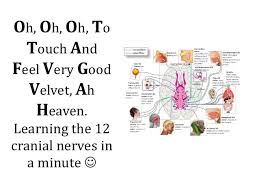 The 12 Cranial Nerves 1 Min Ppt Cranial Nerves Cranial Nerve 1 Nerve
