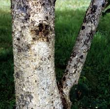 Image result for Acacia polyacantha