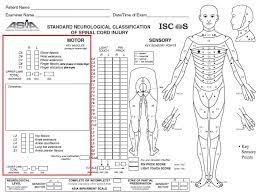 Myotomes Google Search Spinal Cord Injury Plexus