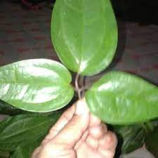 Maybe you would like to learn more about one of these? Minyak Daun Bungkus 3 Jari Asli Papua Shopee Indonesia