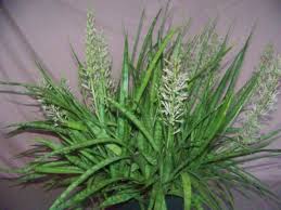 Check spelling or type a new query. 7 Popular Hanging Succulent Plants World Of Succulents