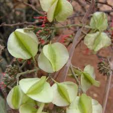 Image result for Combretum microphyllum