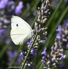 Black And White Striped Butterfly With Long Tail A Cabbage White Butterfly Pieris Rapae Lingering On Lavender Photo By Kathy Keatley Garvey Cabbage Butterfly White Butterfly Butterflies Flying