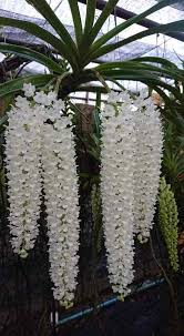 Image result for Rhynchosia sordida